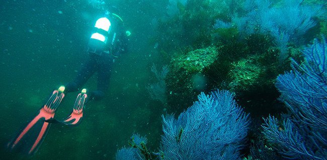 Buceo en Islas Cíes