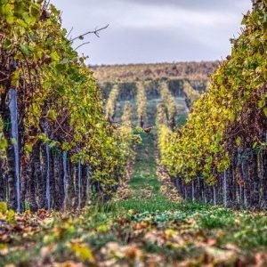 vineyards-3901284_640