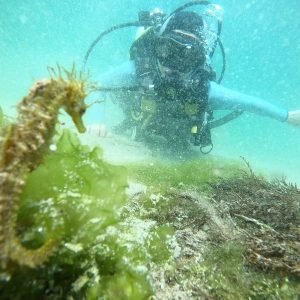 Caballitos de mar en aldan