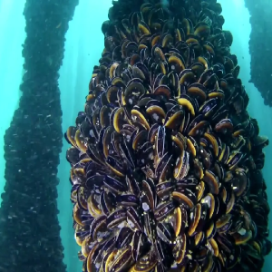 bateas bajo del mar