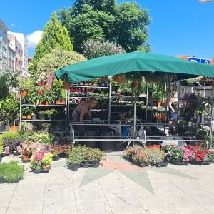 mercado de marin