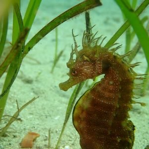 caballito snorkel
