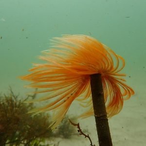 snorkel espirografo